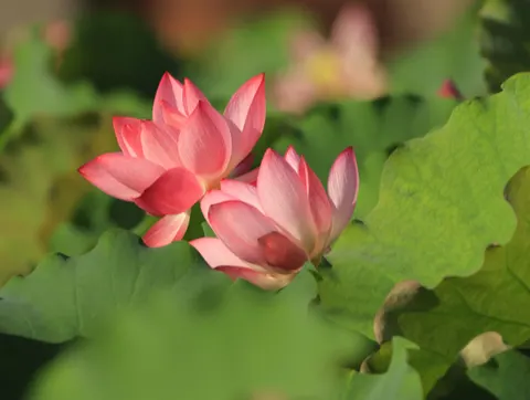 Lotus 4K Wallpaper · flowers · 3840×2892