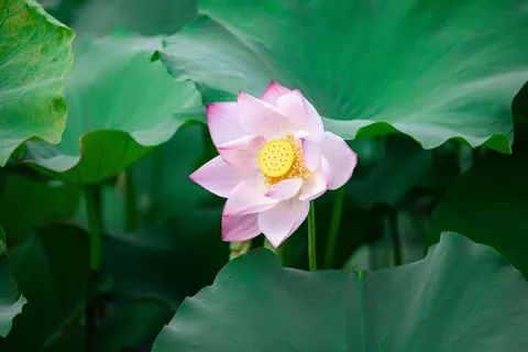 Lotus 4K Wallpaper · flowers · 3840×2560