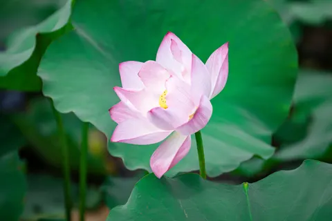 Lotus 4K Wallpaper · flowers · 3840×2560