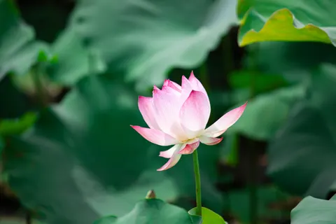 Lotus 4K Wallpaper · flowers · 3840×2560