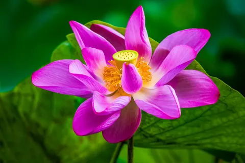 Lotus 4K Wallpaper · flowers · 3840×2563