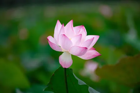 Lotus 4K Wallpaper · flowers · 3840×2560