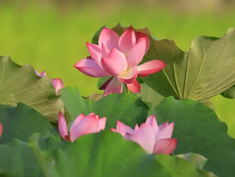 연꽃 4K 배경화면 · flowers · 3840×2892