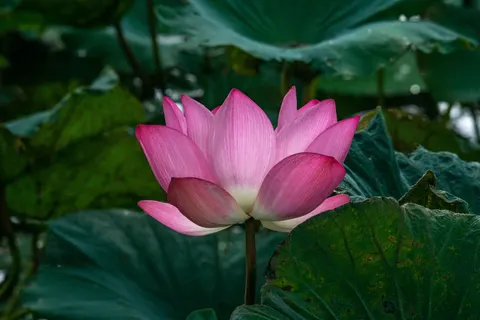 Lotus 4K Wallpaper · flowers · 3840×2560