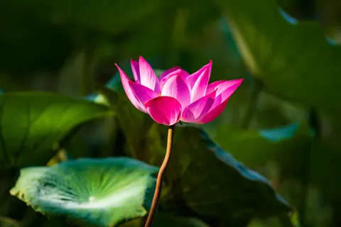 Lotus 4K Wallpaper · flowers · 3840×2563