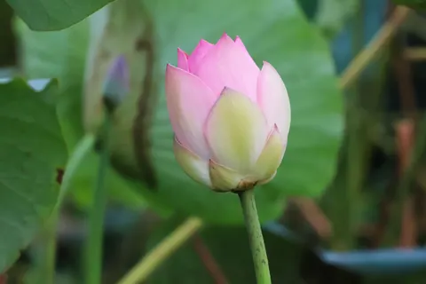 Lotus 4K Wallpaper · flowers · 3840×2560