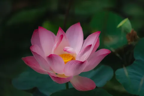 Lotus 4K Wallpaper · flowers · 3840×2561