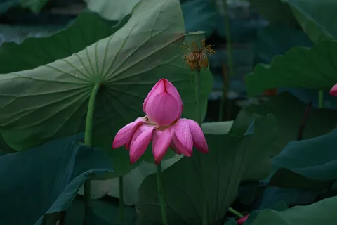 Lotus 4K Wallpaper · flowers · 3840×2560
