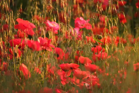 Poppy Field 4K Wallpaper · flowers · 3840×2560