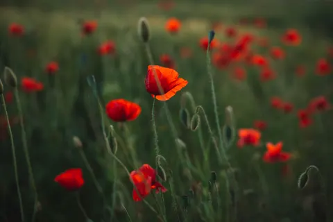 Poppy Field 4K Wallpaper · flowers · 3840×2560