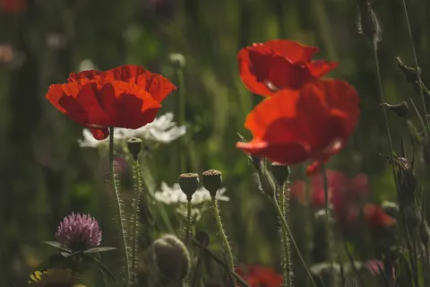 Poppy Field 4K Wallpaper · flowers · 3840×2560