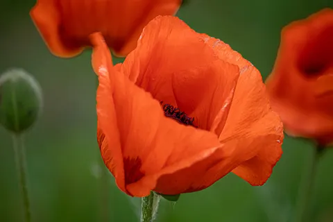 Poppy Field 4K Wallpaper · flowers · 3840×2560