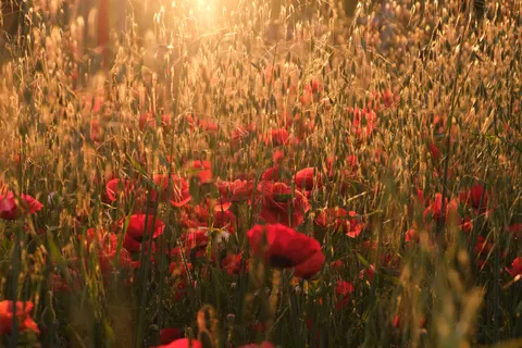 Poppy Field 4K Wallpaper · flowers · 3840×2560
