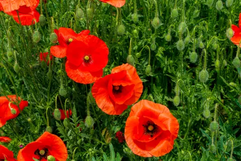 Poppy Field 4K Wallpaper · flowers · 3840×2560