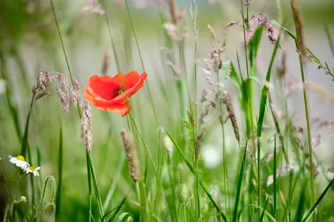 Poppy Field 4K Wallpaper · flowers · 3840×2560