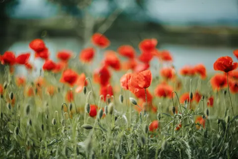 Poppy Field 4K Wallpaper · flowers · 3840×2560