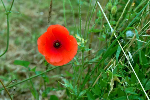 Poppy Field 4K Wallpaper · flowers · 3840×2563