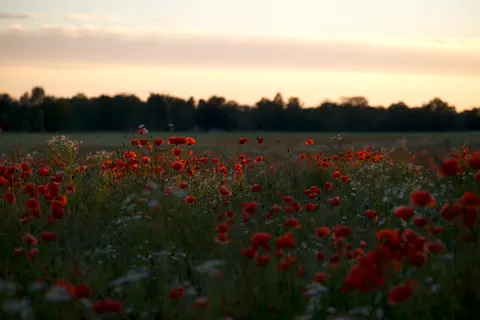 Poppy Field 4K Wallpaper · flowers · 3840×2560