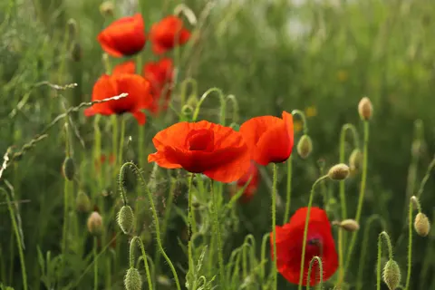 Poppy Field 4K Wallpaper · flowers · 3840×2560