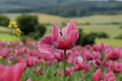 Poppy Field 4K Wallpaper · flowers · 3840×2560