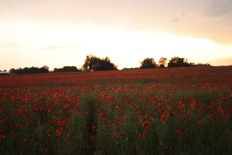 Poppy Field 4K Wallpaper · flowers · 3840×2561