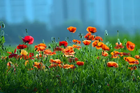 Poppy Field 4K Wallpaper · flowers · 3840×2560