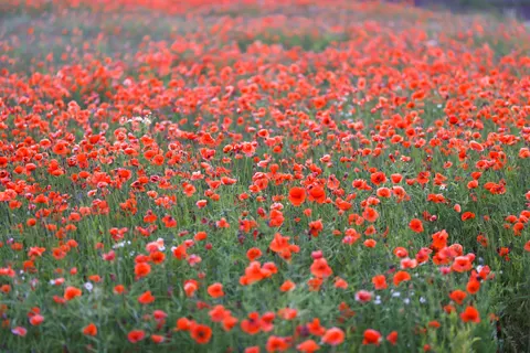 Poppy Field 4K Wallpaper · flowers · 3840×2561