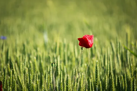 Poppy Field 4K Wallpaper · flowers · 3840×2560