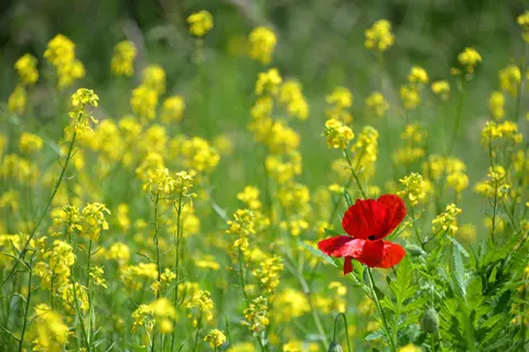 Poppy Field 4K Wallpaper · flowers · 3840×2563