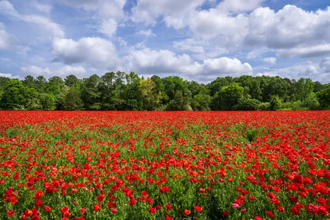 Poppy Field 4K Wallpaper · flowers · 3840×2560