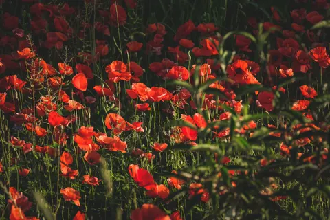 Poppy Field 4K Wallpaper · flowers · 3840×2560