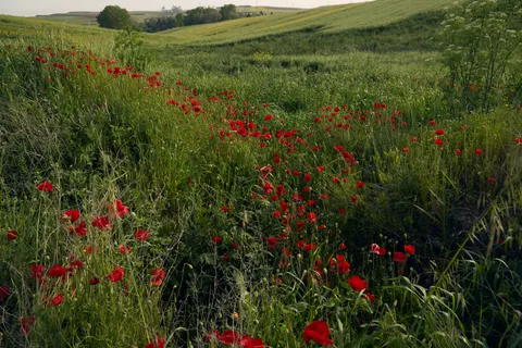 Poppy Field 4K Wallpaper · flowers · 3840×2560