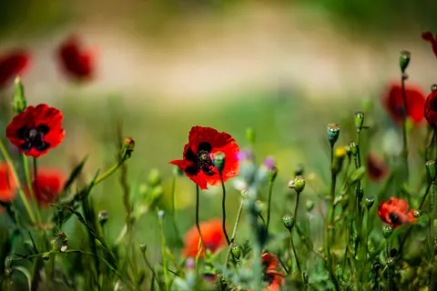 Poppy Field 4K Wallpaper · flowers · 3840×2563
