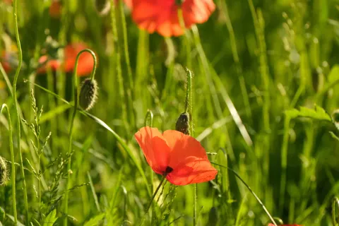 Poppy Field 4K Wallpaper · flowers · 3840×2560