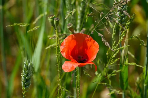 Poppy Field 4K Wallpaper · flowers · 3840×2560