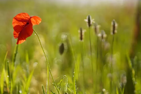Poppy Field 4K Wallpaper · flowers · 3840×2560