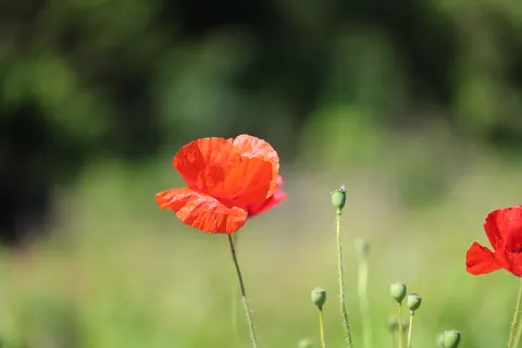 Poppy Field 4K Wallpaper · flowers · 3840×2560