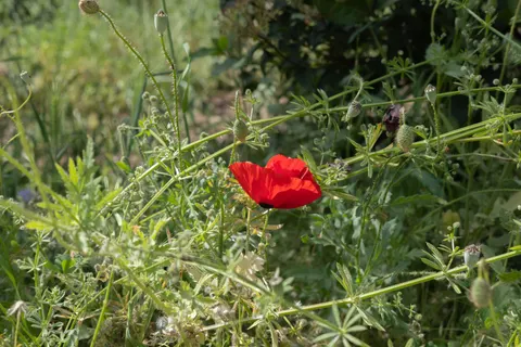Poppy Field 4K Wallpaper · flowers · 3840×2560