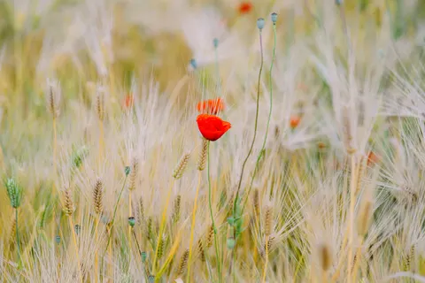 Poppy Field 4K Wallpaper · flowers · 3840×2563