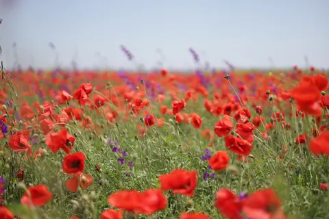 Poppy Field 4K Wallpaper · flowers · 3840×2560