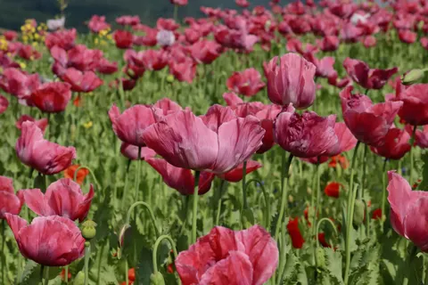 Poppy Field 4K Wallpaper · flowers · 3840×2560