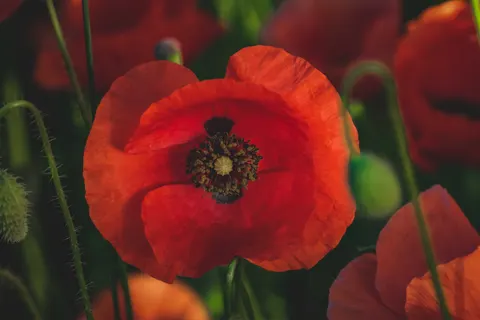 Poppy Field 4K Wallpaper · flowers · 3840×2560