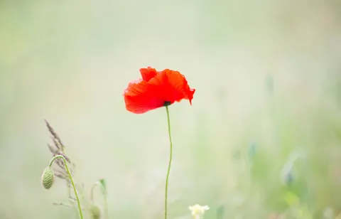 Poppy Field 4K Wallpaper · flowers · 3840×2468