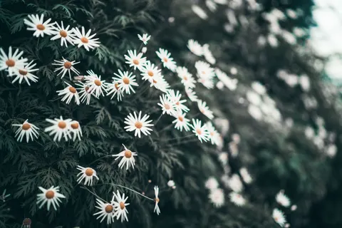 Daisy Field 4K Wallpaper · flowers · 3840×2560