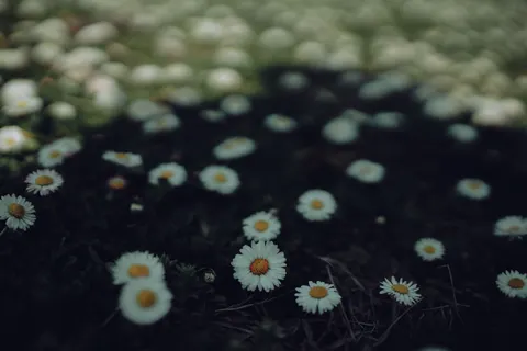 Daisy Field 4K Wallpaper · flowers · 3840×2560