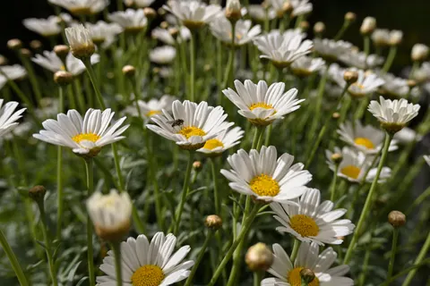 Daisy Field 4K Wallpaper · flowers · 3840×2560