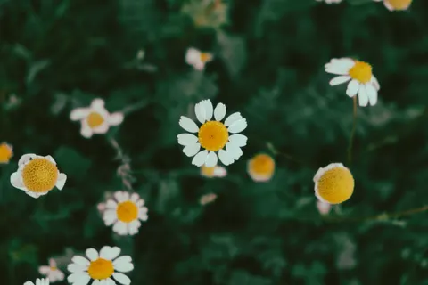 Daisy Field 4K Wallpaper · flowers · 3840×2560