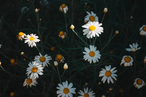 雛菊花田 4K桌布 · flowers · 3840×2560