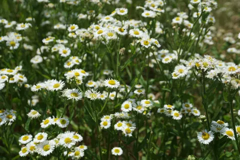 خلفية حقل الأقحوان بدقة 4K · flowers · 3840×2560