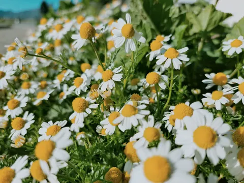 Daisy Field 4K Wallpaper · flowers · 3840×2880